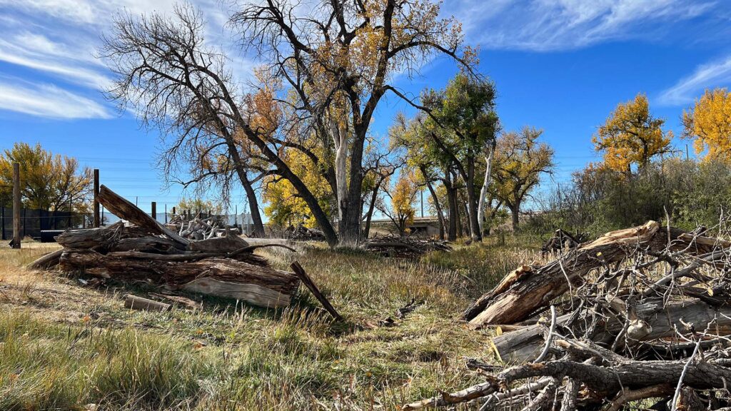 Woodsball Paintball Field Colorado